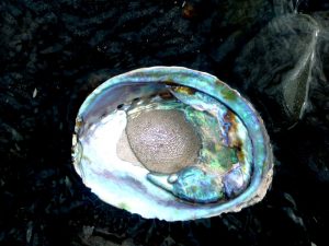 Artfulgems, illegal abalone, scarce, jewelry