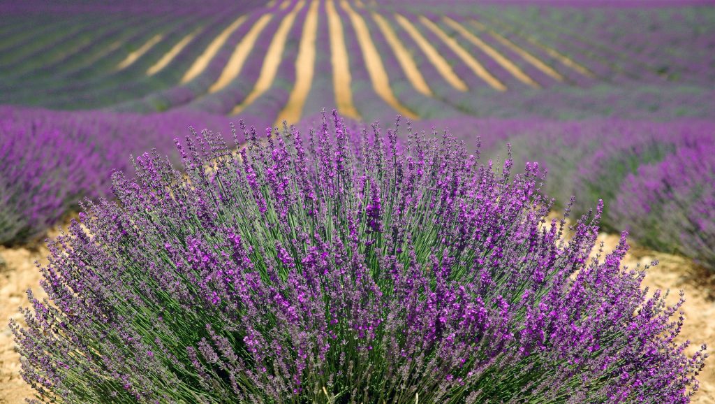 Lavender, and Sweet Dreams